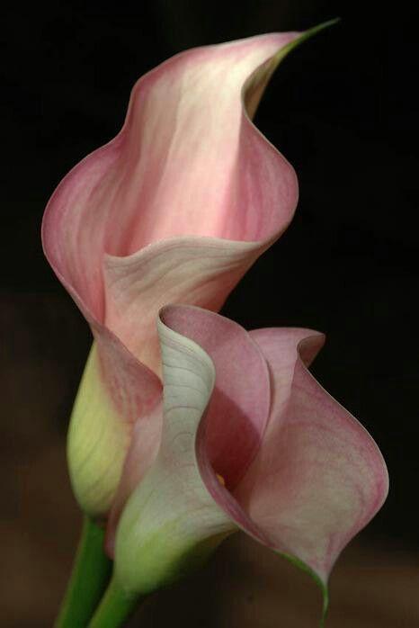 StudioLeafMarket workshop space where corporate flower arrangements are designed and prepared for business delivery